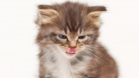 Cute Kitten Sticking Out Its Tongue wallpaper