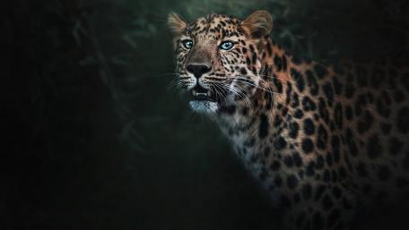 Majestic Leopard in Shadows wallpaper