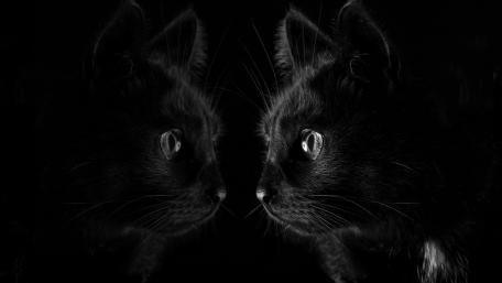 Mystical Reflection of Black Cats wallpaper
