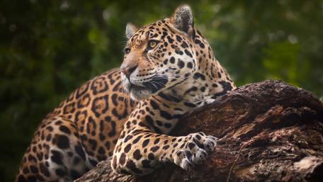Majestic Jaguar in Nature's Embrace wallpaper