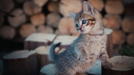 Charming Kitten Amidst Wooden Logs wallpaper