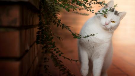 Graceful White Cat Among Greenery wallpaper