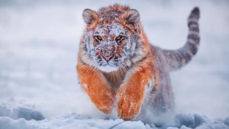 Majestic Tiger Braving the Winter Storm wallpaper