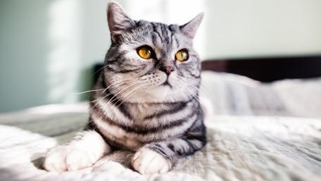 Charming Silver Tabby Cat Wallpaper wallpaper