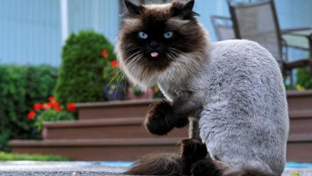 Fluffy Cat in a Garden Setting wallpaper