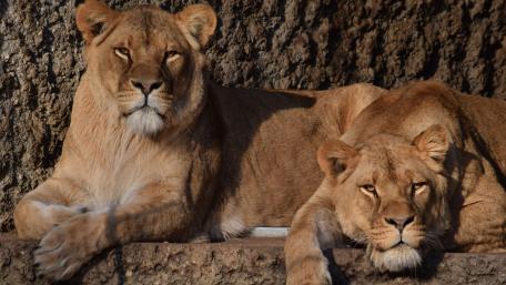 Majestic Lions Resting Underneath the Sunlight wallpaper