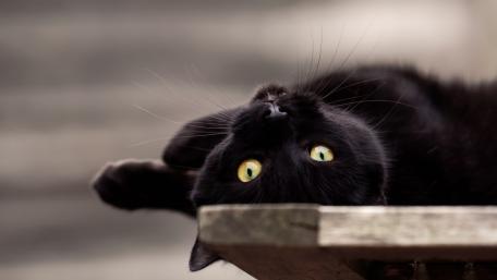 Playful Black Cat with Striking Green Eyes wallpaper