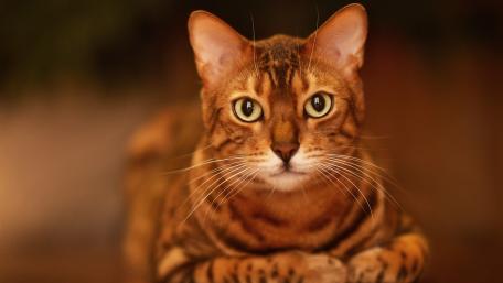 Majestic Bengal Cat Gazing Intently wallpaper