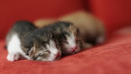 Cozy Kittens Resting Together wallpaper