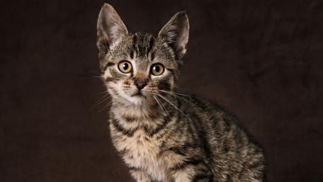 Captivating Tabby Kitten in Warm Tones wallpaper
