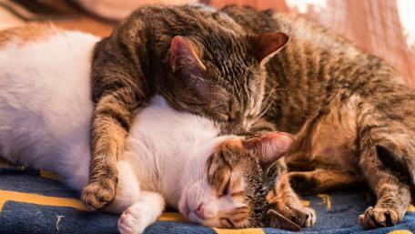 Cozy Companionship of Two Cats wallpaper