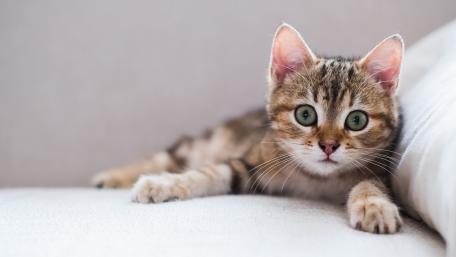 Adorable Kitten Relaxing on a Couch wallpaper