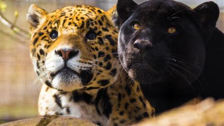Wild Cats Together in Nature's Embrace wallpaper