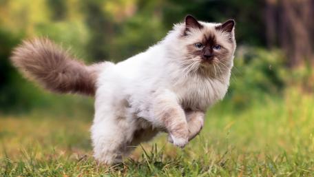 Playful Cat in the Outdoors wallpaper