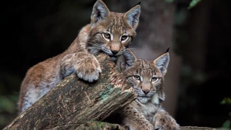 Wild Lynxes in Their Natural Habitat wallpaper