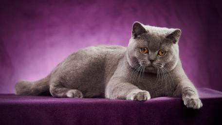 Elegant Gray Cat on Vibrant Purple Background wallpaper