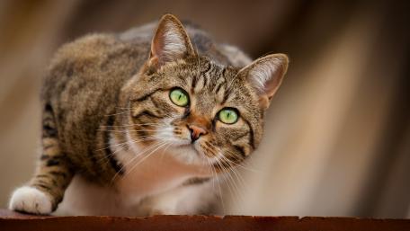 Playful Striped Cat with Captivating Green Eyes wallpaper