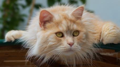 Fluffy Ginger Cat Relaxing in Sunlight wallpaper