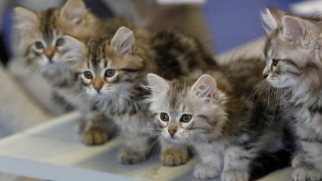 Fluffy Felines in a Curious Lineup wallpaper