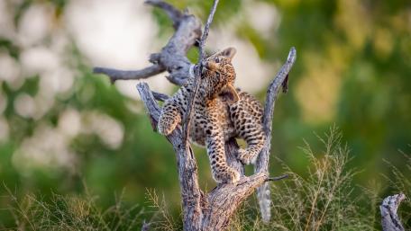 Playful Leopard Cub in Nature wallpaper