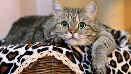 Charming Cat in a Cozy Spot wallpaper