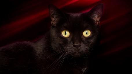 Mysterious Black Cat with Striking Eyes wallpaper