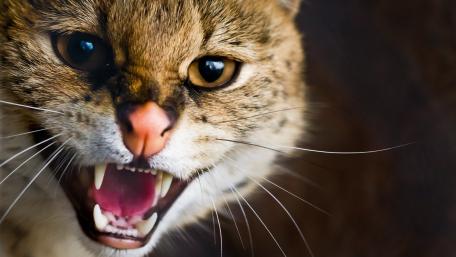 Fierce Wild Cat Staring Intently wallpaper
