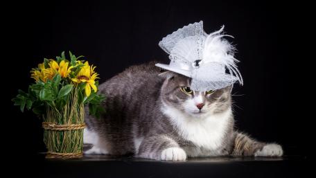 Charming Cat in Fancy Hat with Flowers wallpaper