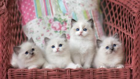 Adorable Kittens in a Cozy Basket wallpaper