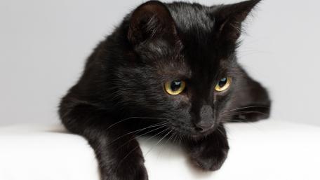 Elegant Black Cat Relaxing on a Surface wallpaper