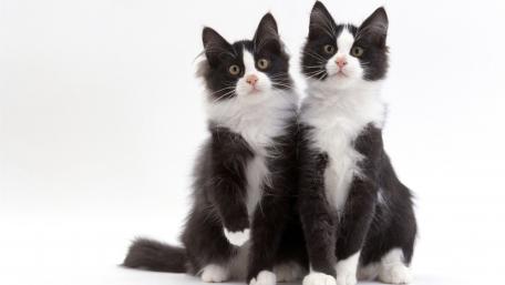 Adorable Twin Cats Sitting Together wallpaper