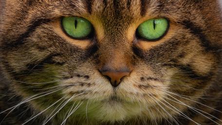 Majestic Feline Gaze in Nature's Splendor wallpaper