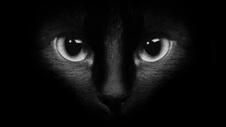 Mysterious Black Cat Eyes Wallpaper wallpaper
