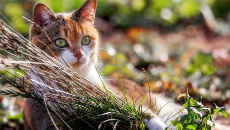 Charming Cat Enjoying Nature's Beauty wallpaper