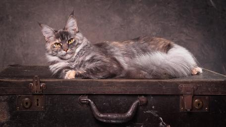 Graceful Feline on Vintage Suitcase wallpaper