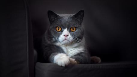 Charming Grey Cat in Relaxed Pose wallpaper