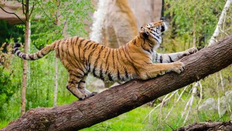 Majestic Tiger Stretching on a Tree Branch wallpaper