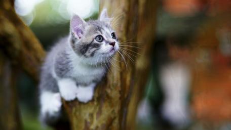 Curious Kitten Climbing a Tree wallpaper
