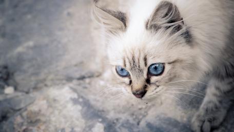 Fluffy White Cat with Stunning Blue Eyes wallpaper