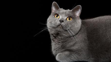 Elegant Gray Cat with Striking Eyes wallpaper
