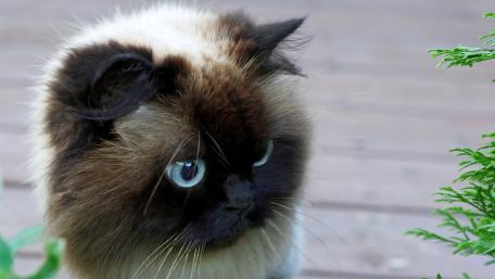 Fluffy Feline Curiosity wallpaper