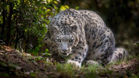 Majestic Snow Leopard in the Wild wallpaper