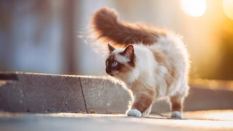 Graceful Cat in Golden Light wallpaper