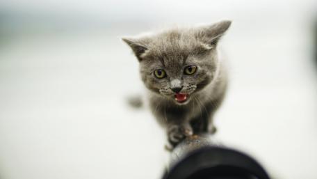 Playful Gray Kitten on a Rail wallpaper