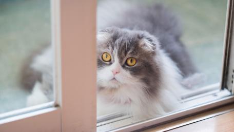 Curious Cat Gazing Through Glass Door wallpaper