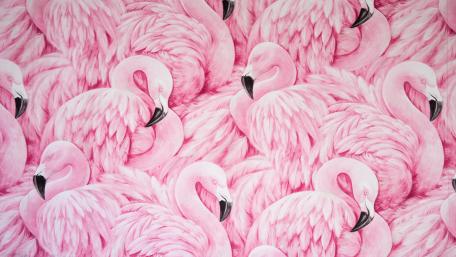 Pink flamingos wallpaper