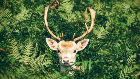Serene Stag Amidst Lush Greenery wallpaper