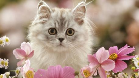Fluffy Kitten Surrounded by Beautiful Flowers wallpaper