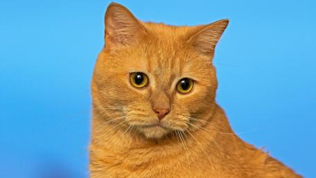 Charming Orange Cat Against Blue Background wallpaper