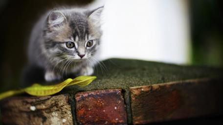 Curious Kitten on a Stone Surface wallpaper